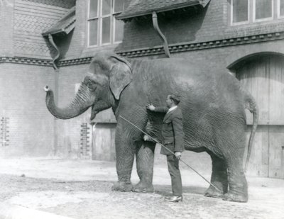 Syed Ali, training Indiarani in front of the Elephant House, London Zoo, August 1923 by Frederick William Bond