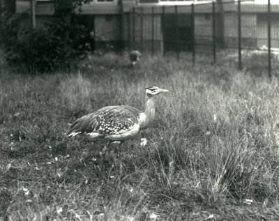 Two Arabian Bustards Standing in Their Enclosure at London Zoo, September 1927 by Frederick William Bond
