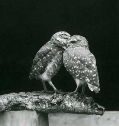 Two Burrowing Owls standing facing each other at the end of a branch, London Zoo, July 1926 by Frederick William Bond