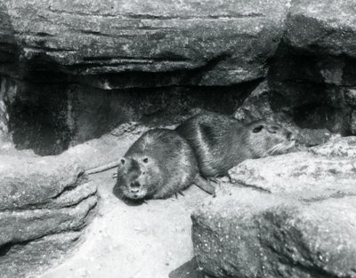 Two Coypu resting among rocks in their enclosure at London Zoo, April 1925 by Frederick William Bond