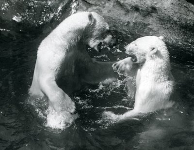 Two Polar Bears romping in their pool at London Zoo in 1926 by Frederick William Bond