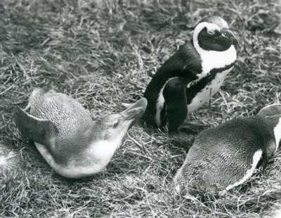 Black-footed Penguins at London Zoo, April 1925 by Frederick William Bond
