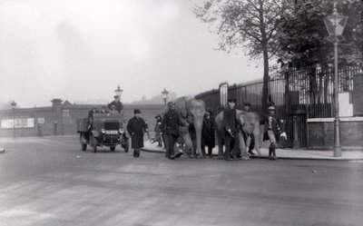 Walking a pair of elephants from the docks in 1923 to ZSL London Zoo, the last time this was ever done by Frederick William Bond