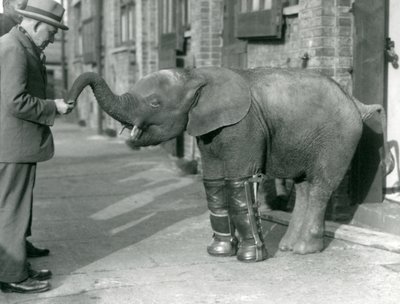 Young Pygmy African Elephant Oojah with splints fitted, as part of her treatment for rickets, London Zoo, 1926 by Frederick William Bond
