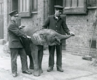 Young female African Pygmy Elephant Oojah raising her trunk for a treat from her keepers at London Zoo, April 1925 by Frederick William Bond