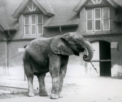 Young male African Elephant Kiberenge standing in front of the Elephant House, London Zoo by Frederick William Bond