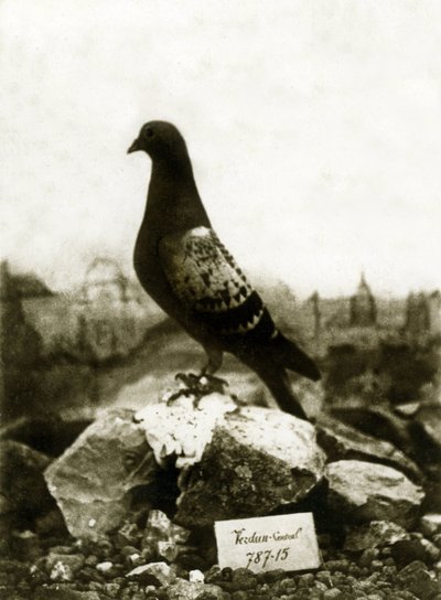 Animals during the First World War 1914-1918: The famous Vaillant pigeon by French Photographer