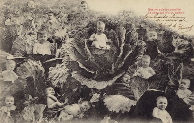 Babies in the cabbage patch by French Photographer