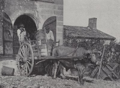 Transporting Harvested Grapes by Ox Cart by French Photographer
