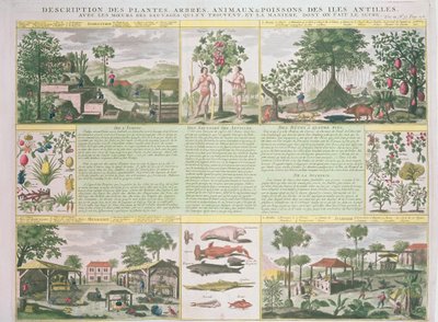 A Description of Plants, Trees, Animals and Fish Found in the Antilles by French School