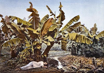 A banana and manioc plantation in New Caledonia, late 19th century by French School