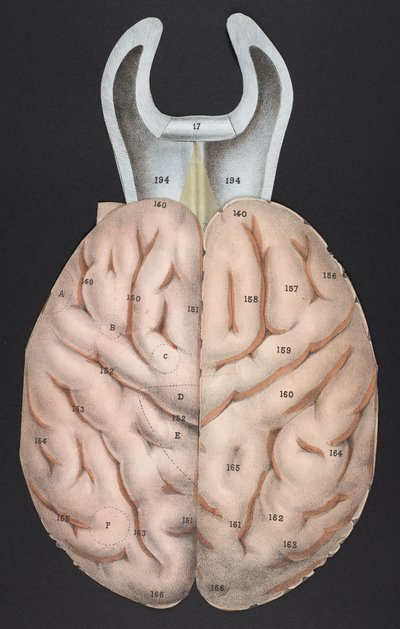 A section of the brain, from 