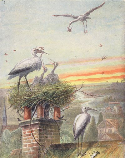 A Stork