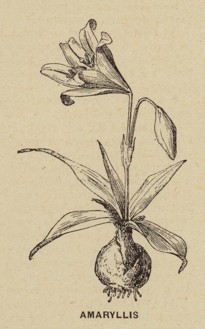 Amaryllis by French School