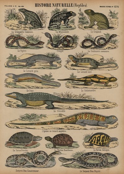 Amphibians and reptiles by French School
