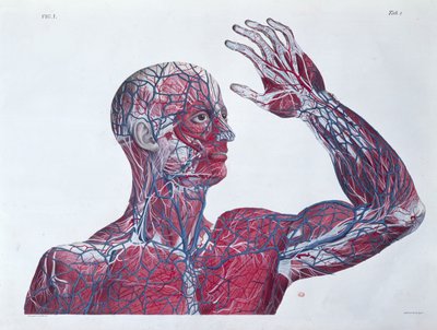 Anatomy of the human head and arm, from a book on anatomy by Francesco Antommarchi (engraved by Mascagni, c.1820) by French School