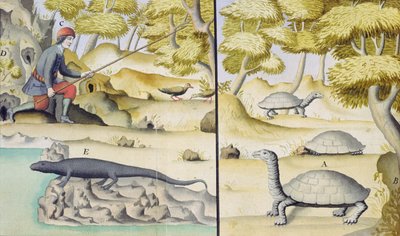 Animals Encountered in the Galapagos Islands by French School
