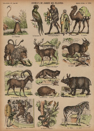 Animals of the Jardin des Plantes, Paris, France by French School