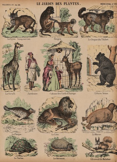 Animals of the Jardin des Plantes, Paris, France by French School