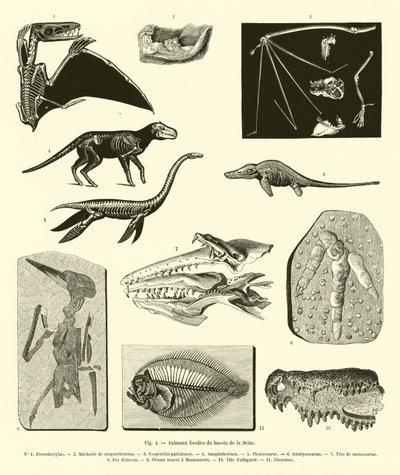 Fossil Animals from the Seine Basin by French School