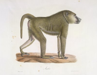 Baboon, from Histoire Naturelle des Mammifères by French School