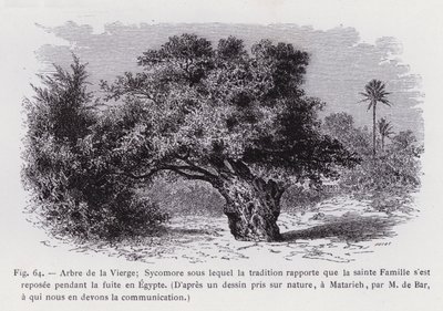 Tree of the Virgin; Sycamore under which Tradition Says the Holy Family Rested during the Flight into Egypt, After a Drawing Taken from Nature, at Matarieh, by M. de Bar, Who Communicated It to Us (engraving) by French School