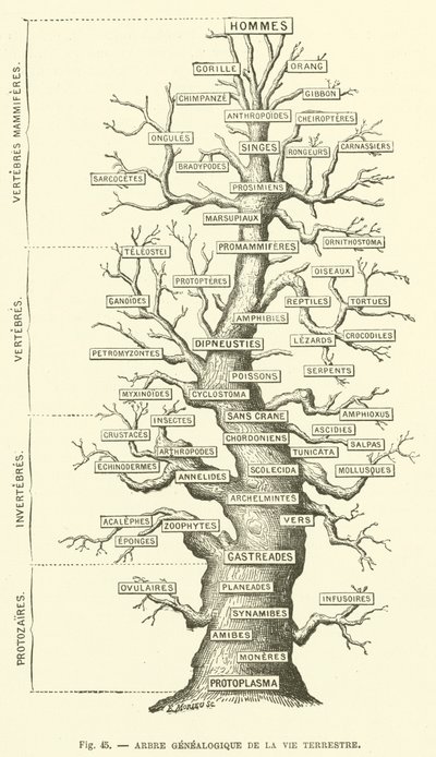 Genealogical Tree of Terrestrial Life by French School
