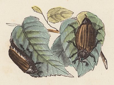Beetles on Leaves by French School