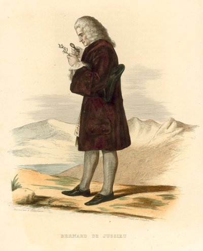 Bernard de Jussieu by French School