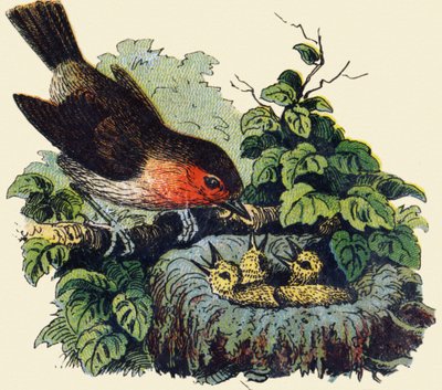 Bird and chicks in a nest. Engraving in "ABC indechirable on varnished canvas". Late 19th century by French School