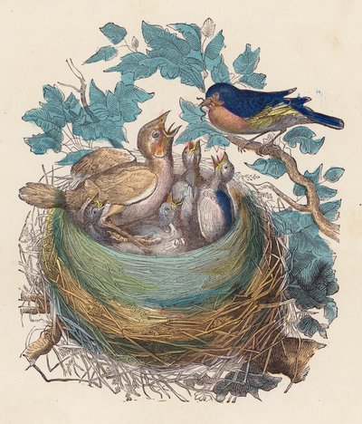 Bird feeding its young in the nest by French School