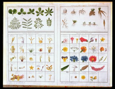 Botanical table after Carl von Linne and Joseph Pitton de Tournefort, late 18th century by French School