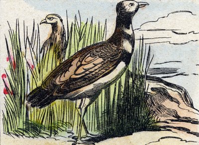 Bustard (Engraving in "Buffon Alphabet des Oiseaux n 1") by French School