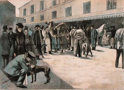 Caring for a camel at the Ecole Nationale Veterinaire d