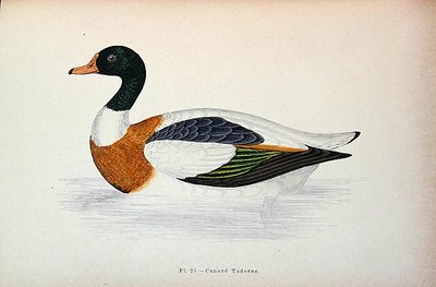 Common Shelduck by French School