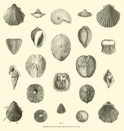 Fossil Shells Found in the Seine Basin by French School