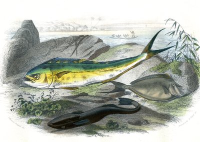 Coryphene Hippurus (coryphene sea bream, chameleon fish) - Plate extracted from Natural History by Bernard Germain de Lacepede, edition P. Furme, Paris by French School