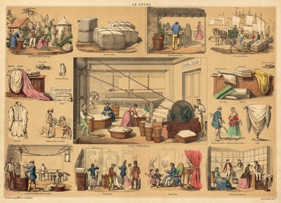 Cotton by French School