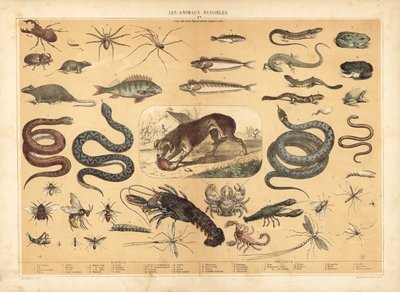 Dangerous animals by French School