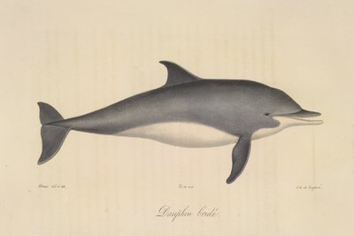 Striped Dolphin, from Histoire Naturelle des Mammifères by French School