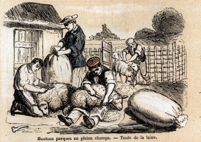 Description of the various uses and products of sheep: sheepcutting. Plate 
