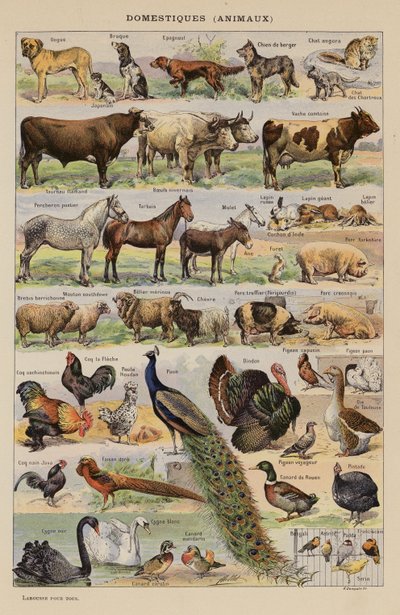 Domestiques, Animaux by French School
