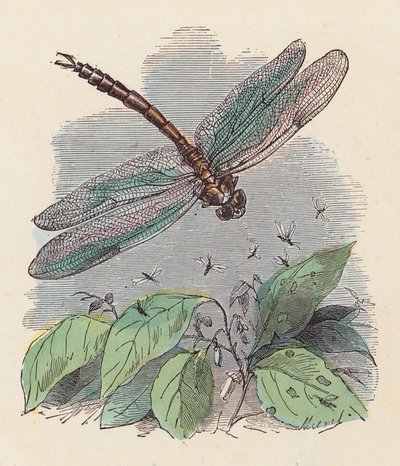 Dragonfly by French School