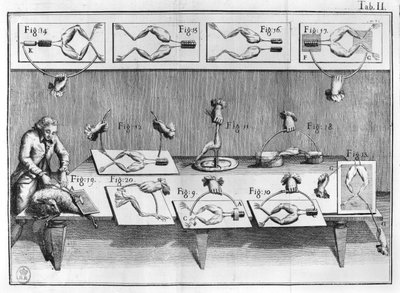 Experiment on frogs, illustration from De viribus electricitatis in motu muscumari by French School