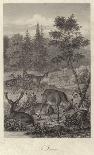 Fallow deer by French School