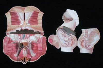 Female Anatomical Figure, from 