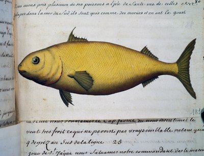 Fish as big as cod, Isle De La Sante, from log book by Jacques Gouin de Beauchesne, captain of Compagnie royale de la Mer du Sud, from 1698 to 1701 by French School