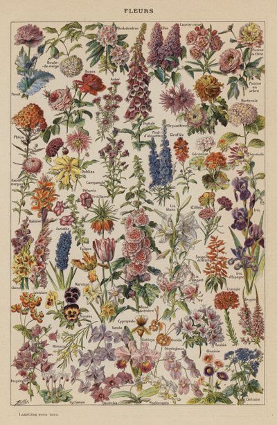Flowers by French School