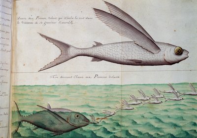 Flying fish and tuna chasing flying fish, Tropic of Cancer by French School