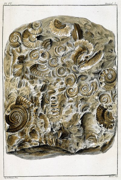 Fossils of shells, What is more interesting and curious among animals and minerals to serve as intelligence to the general history of the three realms of nature by Buchoz by French School